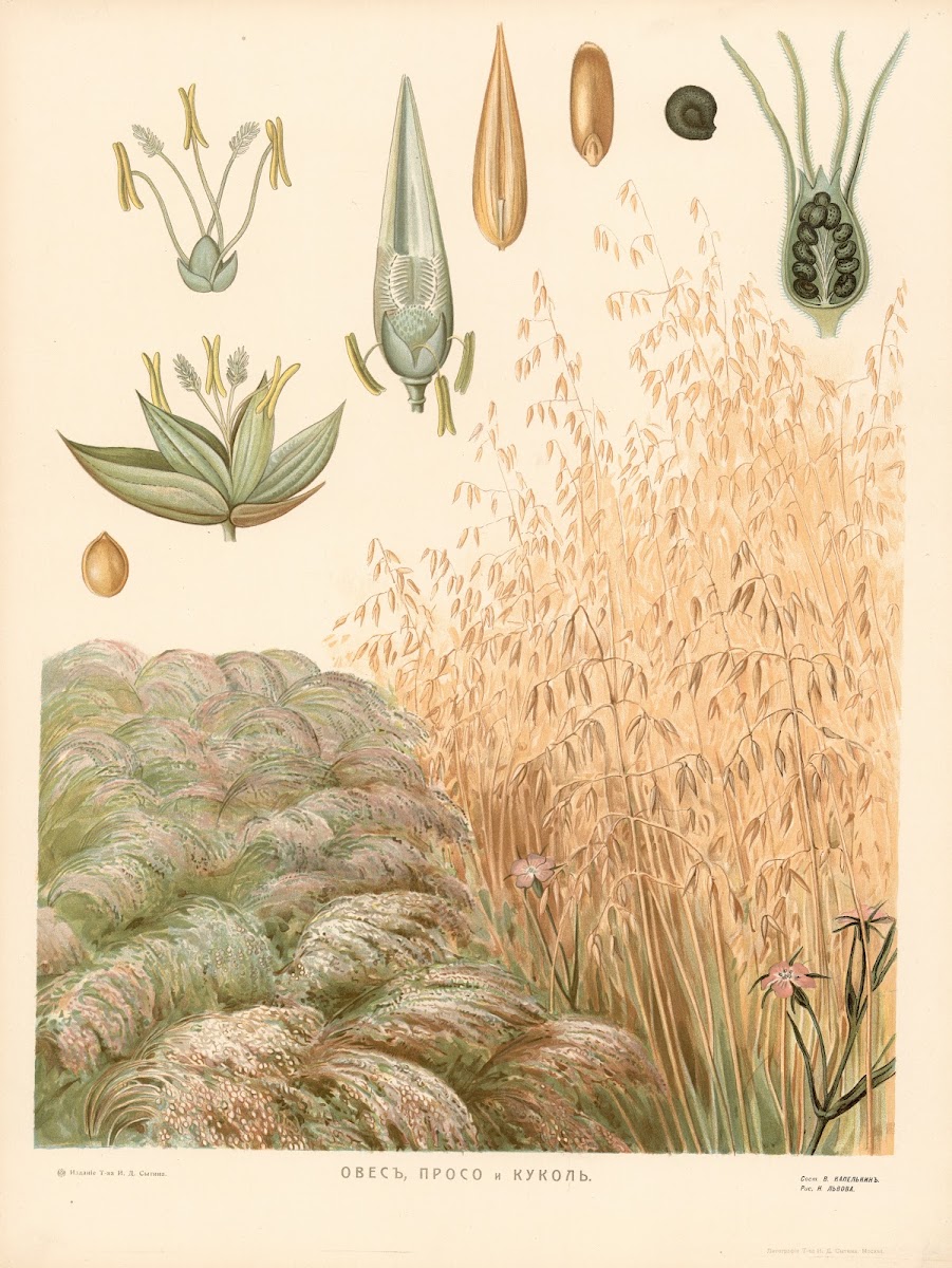 Oats 1910
