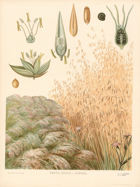 Oats 1910