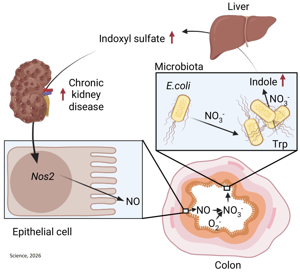 How bacteria drive chronic kidney disease progression