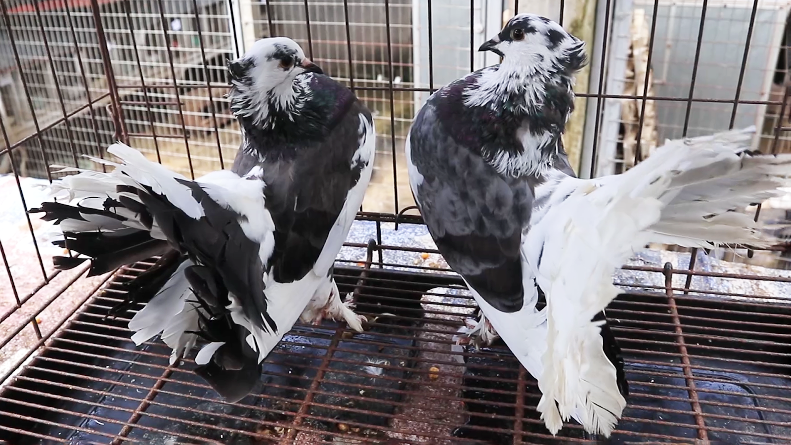 MERPATI KIPAS SIAPAN 1110240225