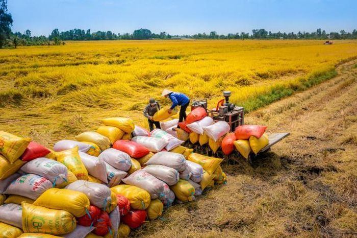 Giá gạo xuất khẩu tăng trở lại sau thời gian dài lao dốc - Đài Phát thanh và truyền hình Hà Nội