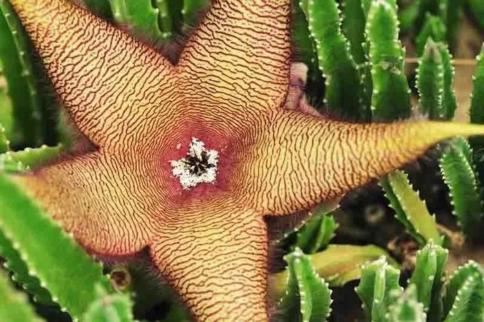 Tận mục loài hoa bốc mùi khủng khiếp, dân chơi cây cảnh săn lùng - Báo Tri thức &amp; Cuộc sống