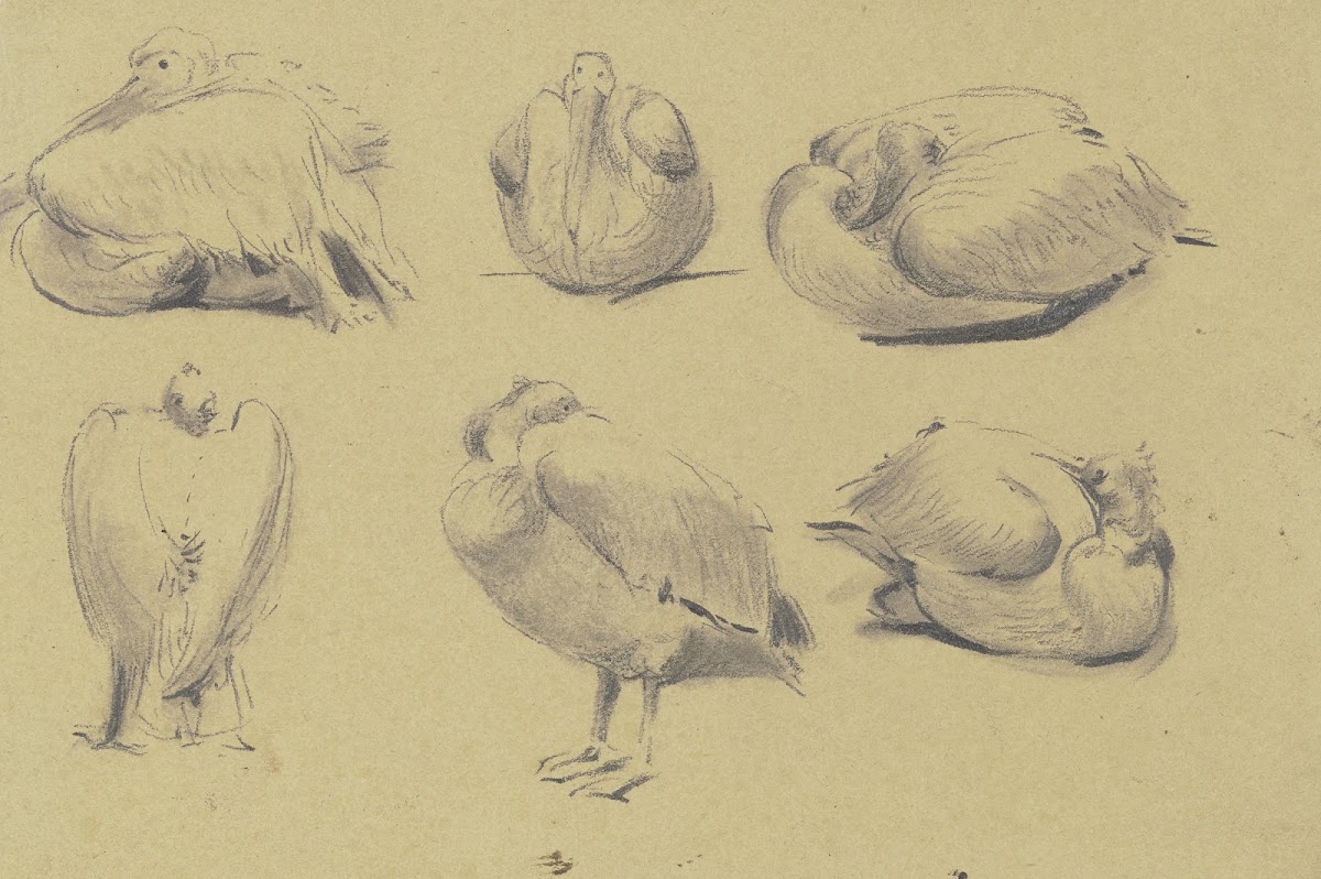 Pelicans 1850
