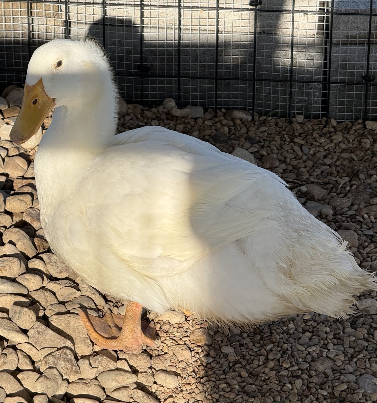 Pekin Grimaud Hybrid