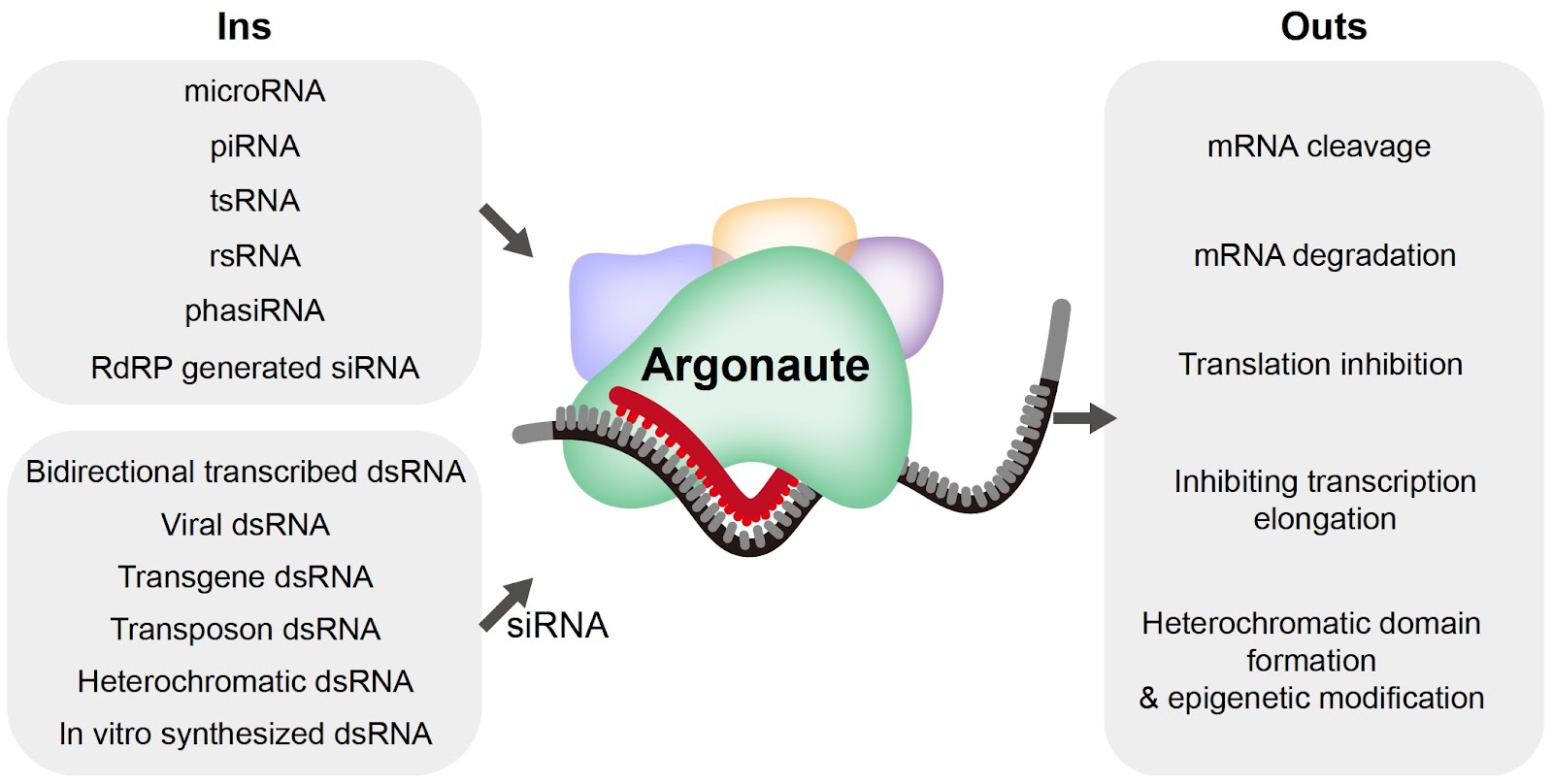 Functions and applications of RNA interference and small regulatory RNAs