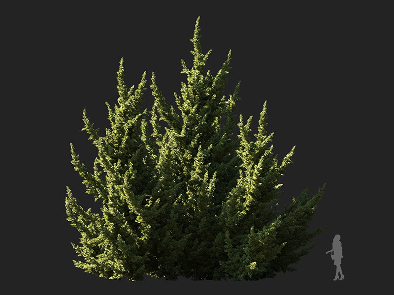 Maxtree - Plant Models Vol.132