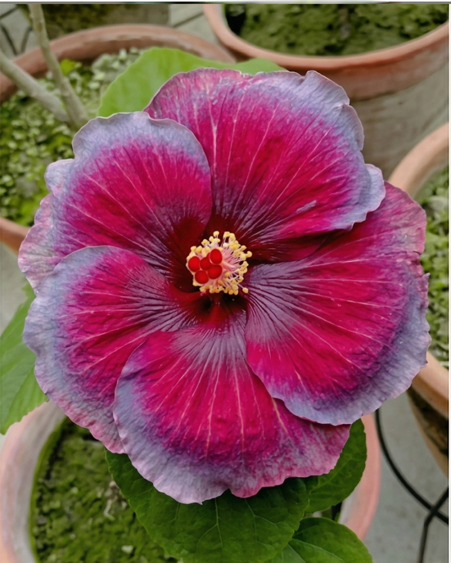 Hibiscus Varuna — view 3