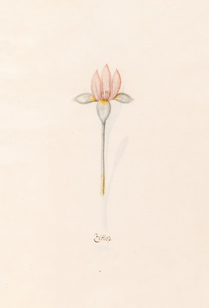 Zeitloss 1692