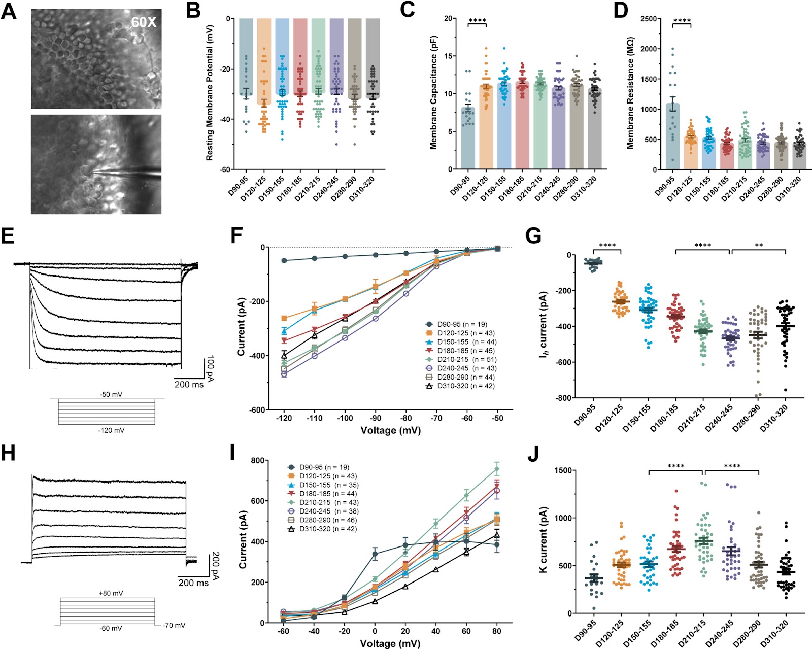 Functional Development of Photoreceptors in Human Retinal Organoids