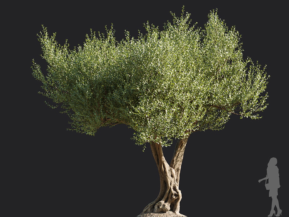 Maxtree - Plant Models Vol.113