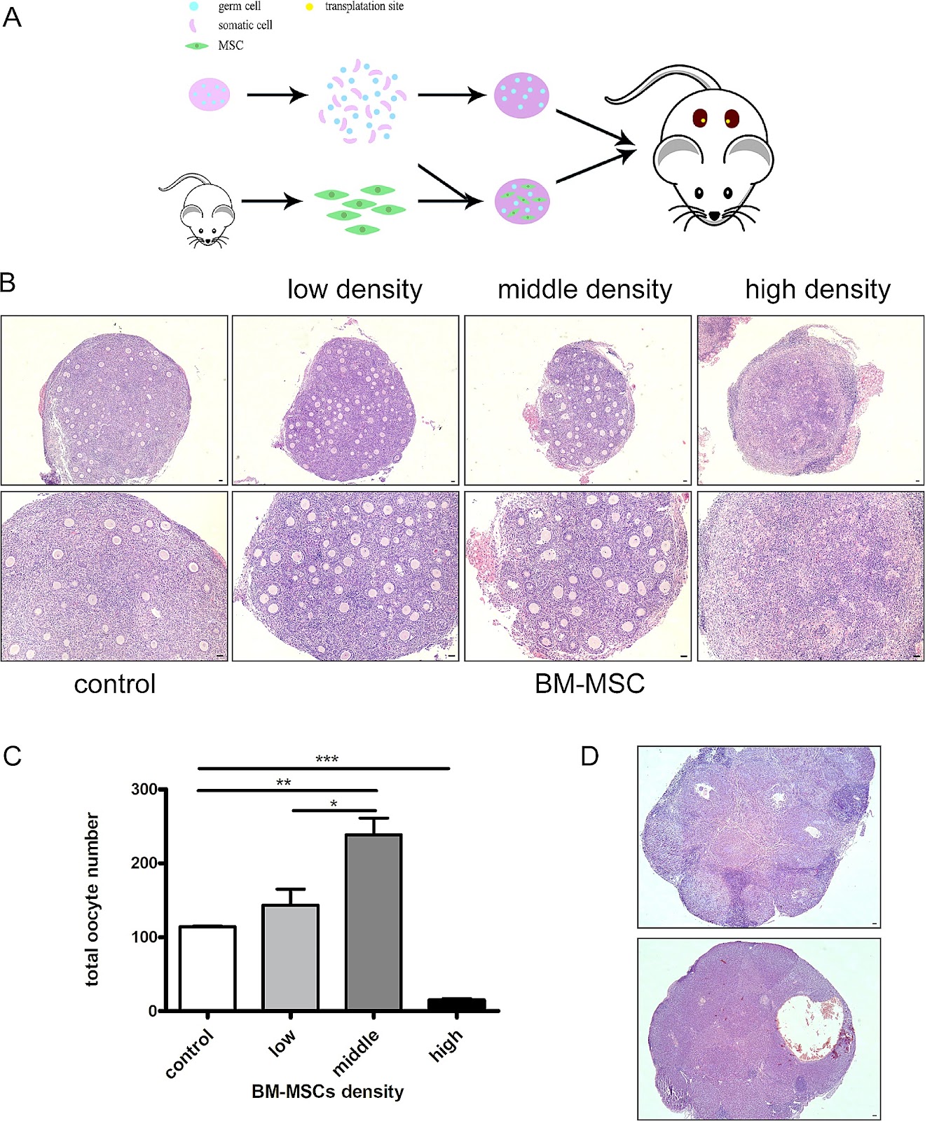 Mesenchymal stem cells promote ovarian reconstruction in mice