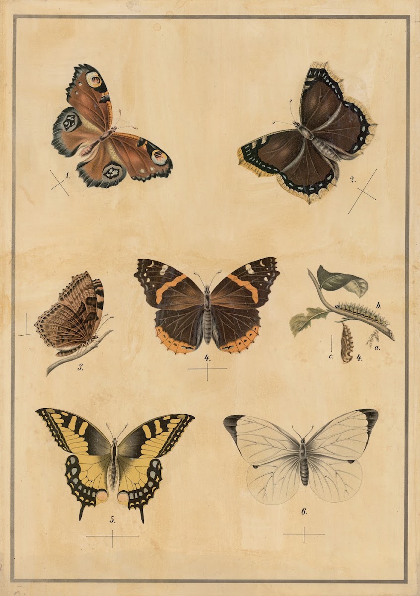 Butterflies 1895