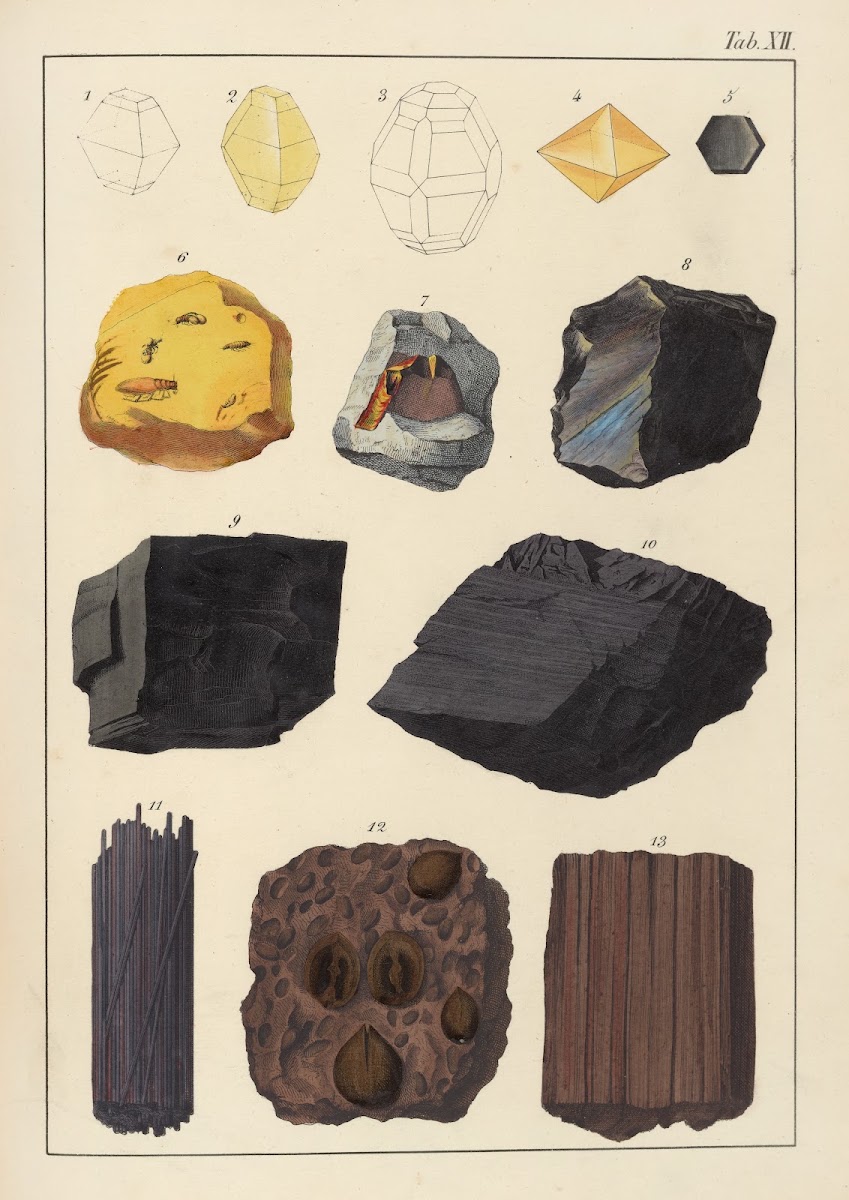 Plate XII Sulphur Honey Stone Graphite Coal Lignite 1859