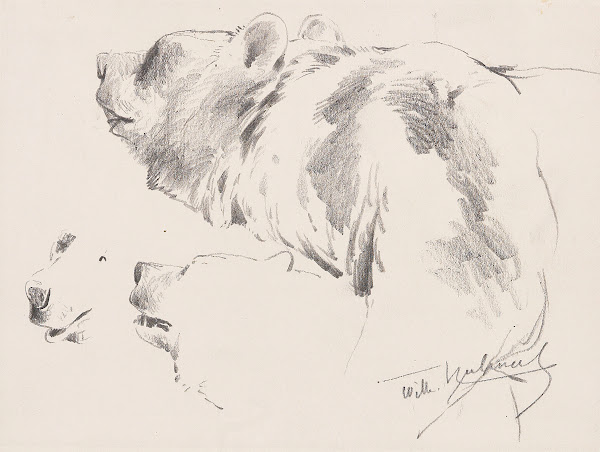 Bären Studien 1900