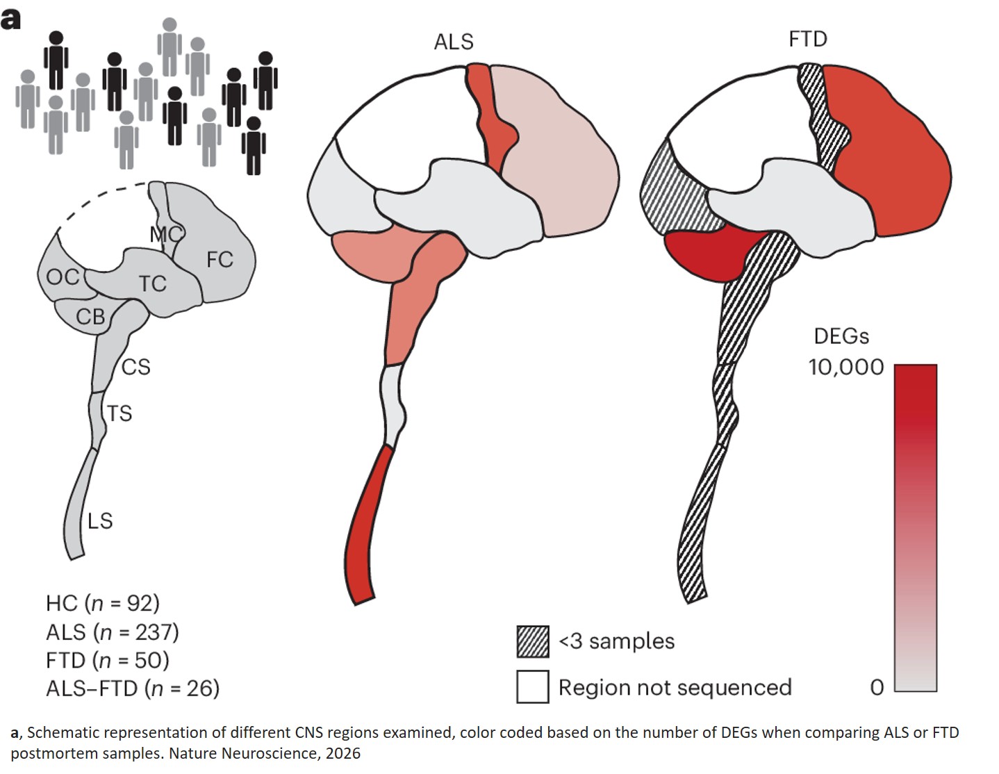 Integrated single-cell and spatial transcriptomic profiling in ALS uncovers peripheral-to-central immune infiltration and reprogramming