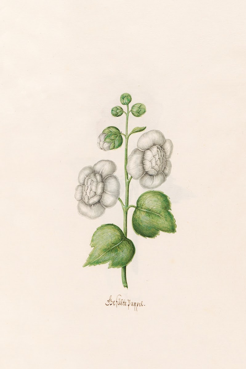 Gefülte Pappel 1692