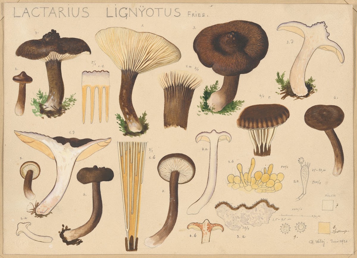 Lactarius lignyotus Fries 1915 1945