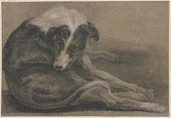 Greyhound lying