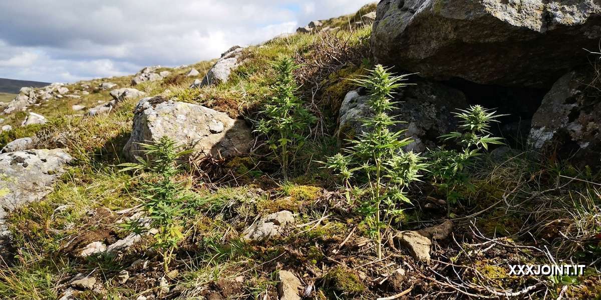 Piante robuste di cannabis ruderalis in ambiente esterno variabile