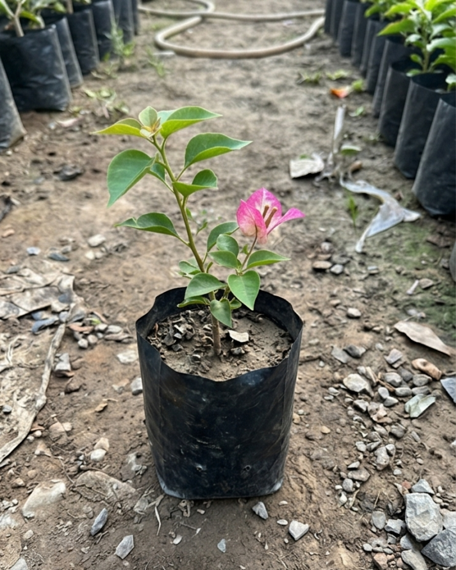 Imported 3 Star Bougainvillea Plant — view 4