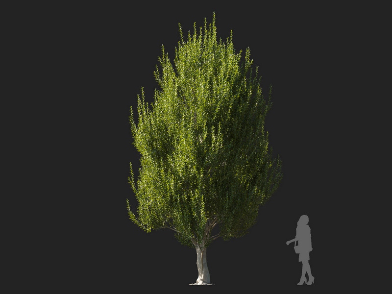 Maxtree - Plant Models Vol.127