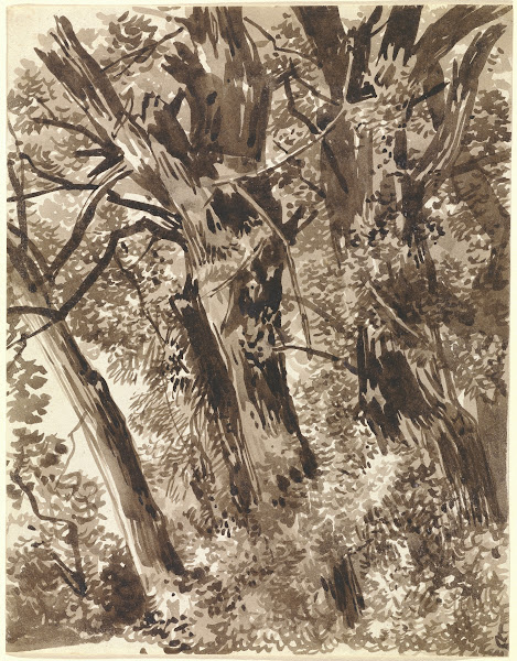 Trunks and Branches 17971819