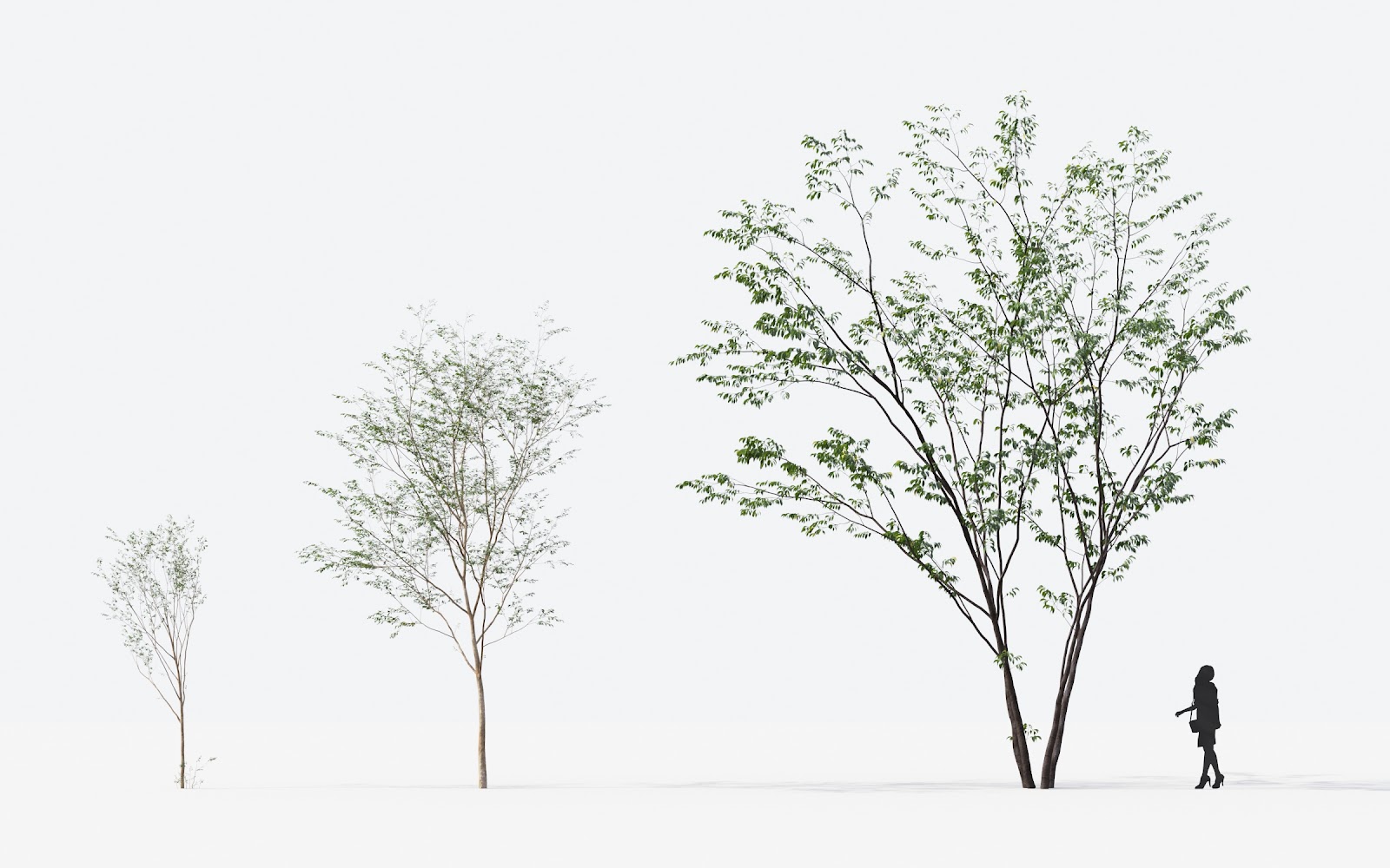 Maxtree - Plant Models Vol.14
