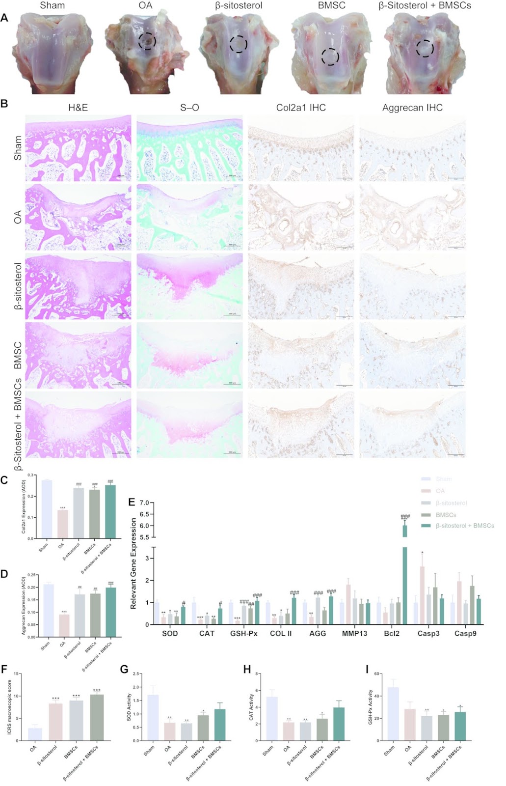 β-Sitosterol preconditioning enhances the resistance of BMSCs and chondrocyte to oxidative stress and promotes cartilage repair in osteoarthritis