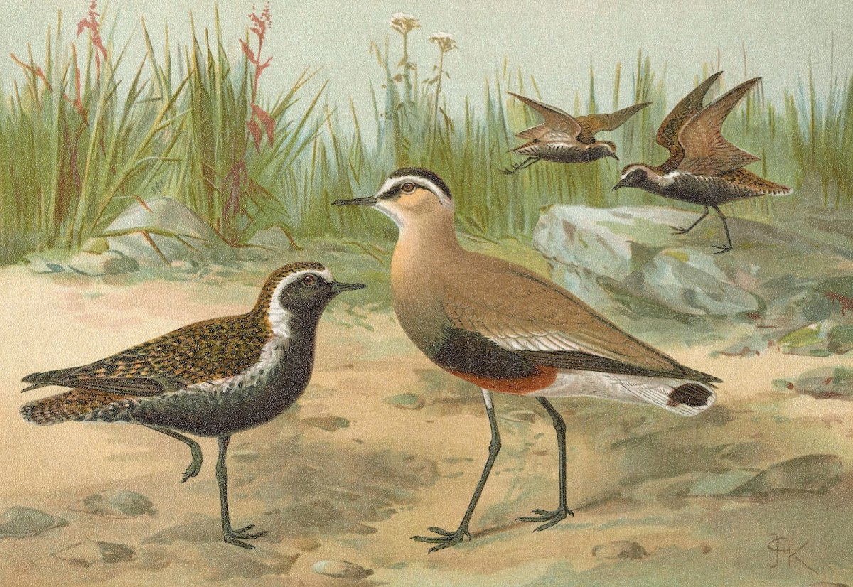 Vanellus gregarius Pall Charadrius dominicus St Muller