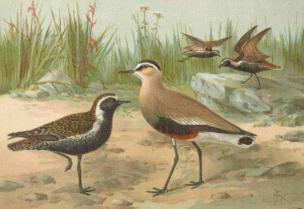 Vanellus gregarius Pall Charadrius dominicus St Muller
