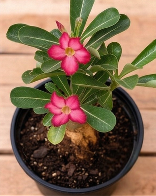 Adenium Desert Rose Plant