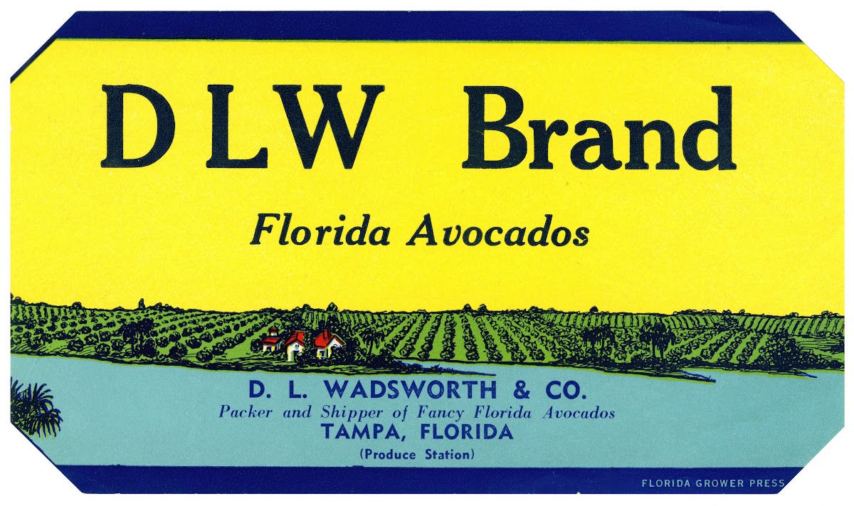 DLW Brand Florida Avocados Label 1930 1950