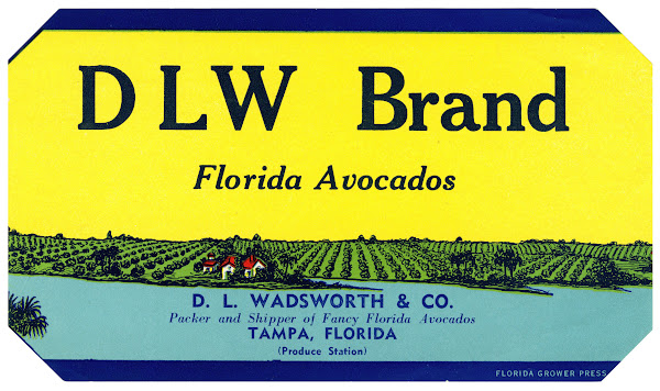 DLW Brand Florida Avocados Label 1930 1950