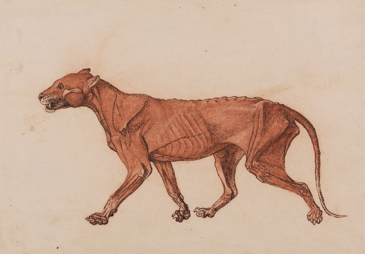 Tiger Body Lateral View 1795 To 1806