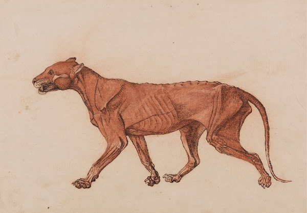 Tiger Body Lateral View 1795 To 1806