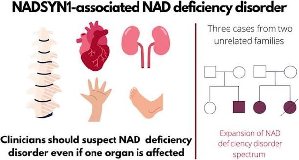 Mitochondrial Function in Fibroblasts from a Patient with Congenital NAD Deficiency due to Biallelic NADSYN1 Variants