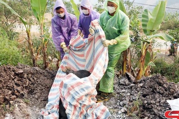 Púng Bánh khẩn trương phòng chống dịch tả lợn Châu Phi - Báo Sơn La