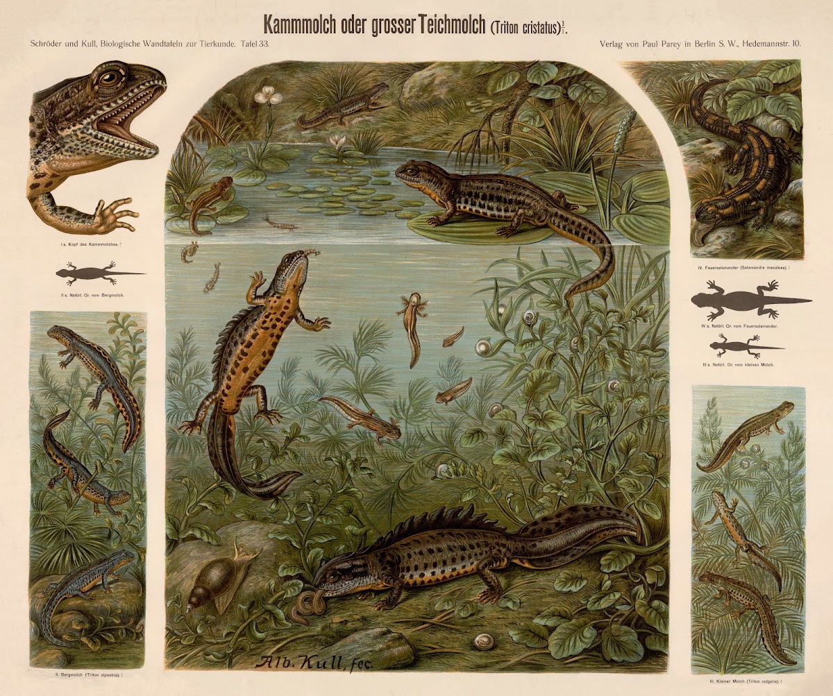 Great crested newt Triton cristatus