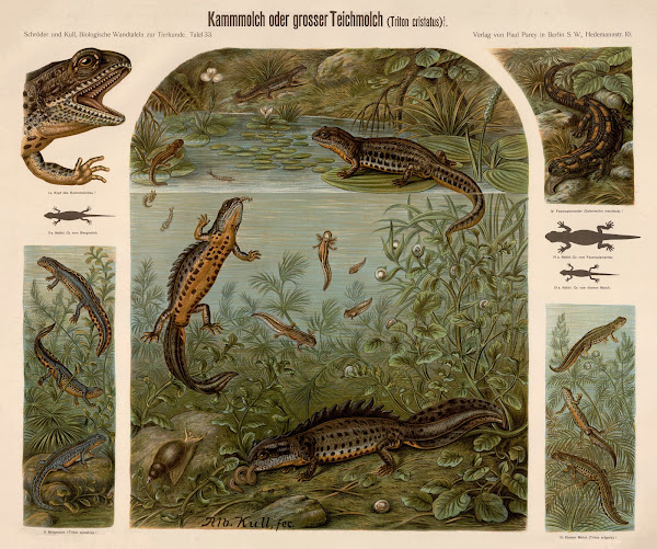 Great crested newt Triton cristatus