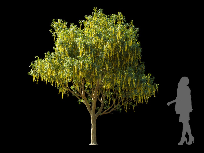 Maxtree - Plant Models Vol.120