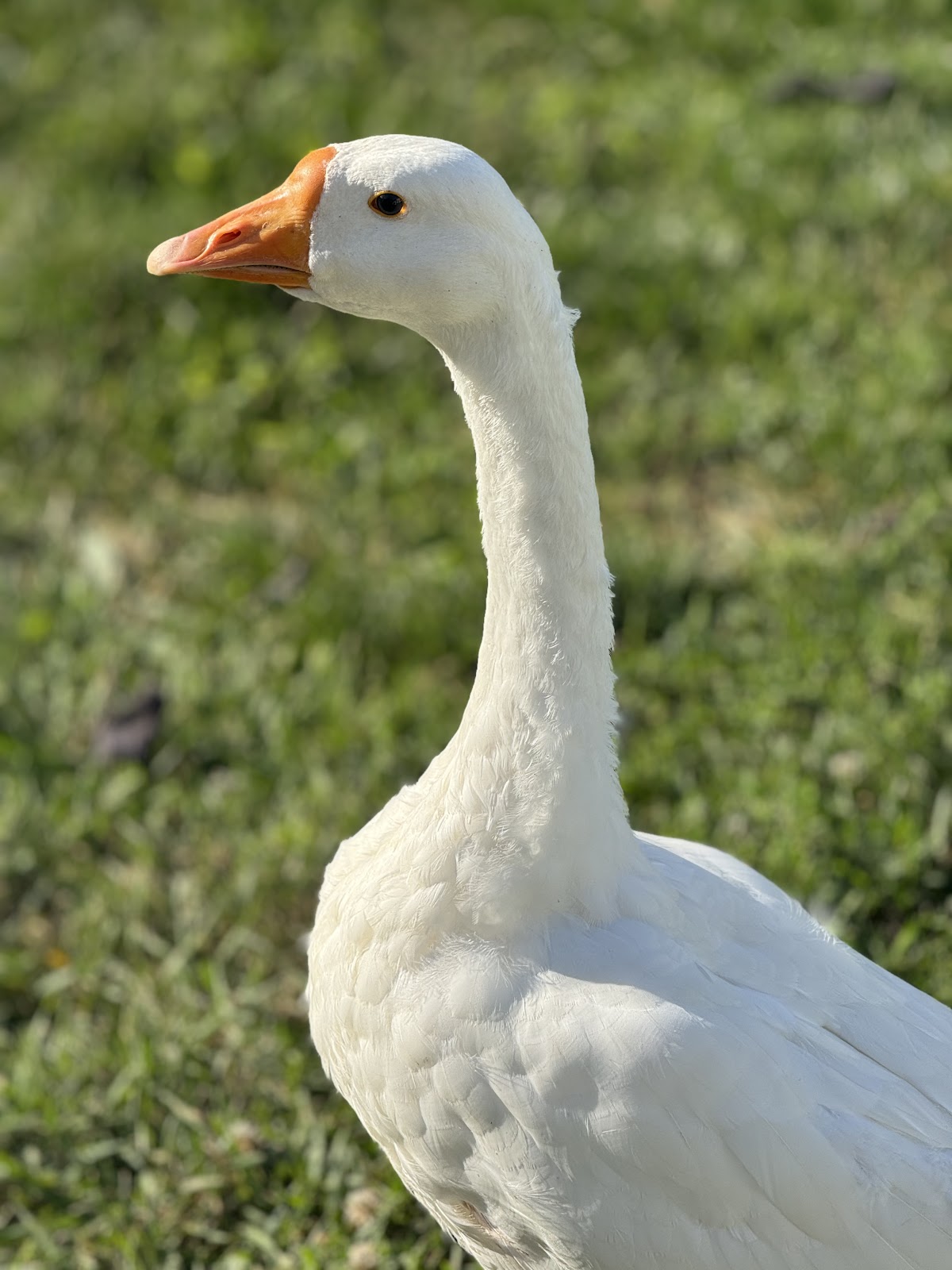 White Chinese Goose