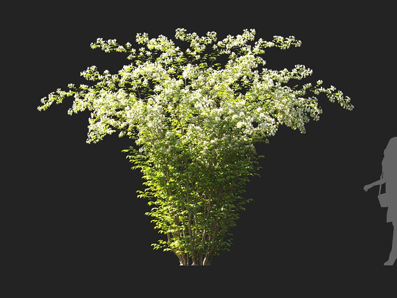 Maxtree - Plant Models Vol.122