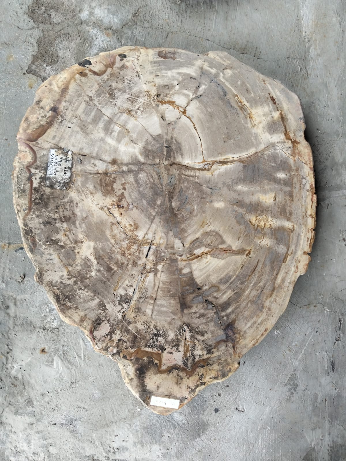 ROUND COFFEE TABLE — SKU CFTPN.026 | Petrified Wood by PJ Antique Bali