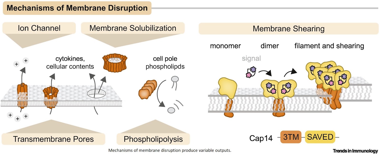 Sensing a problem here: nucleotide signaling in immunity