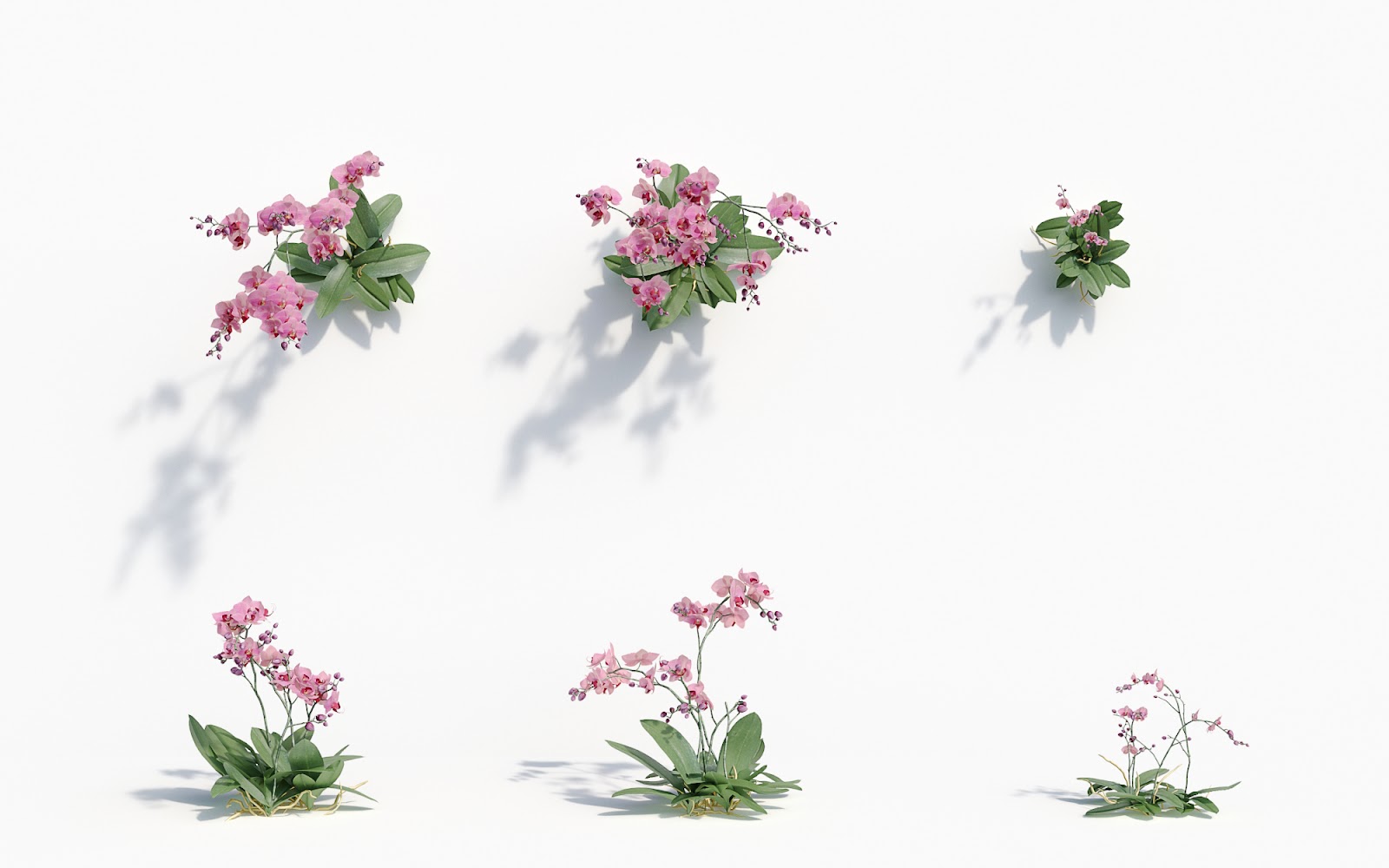 Maxtree - Plant Models Vol.8