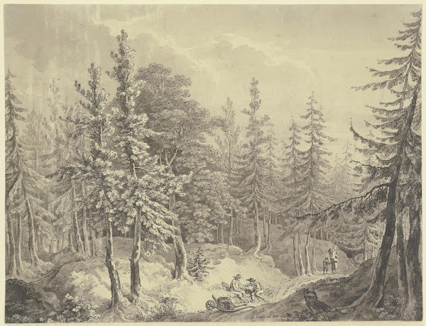 Weg durch einen dichten Tannenwald