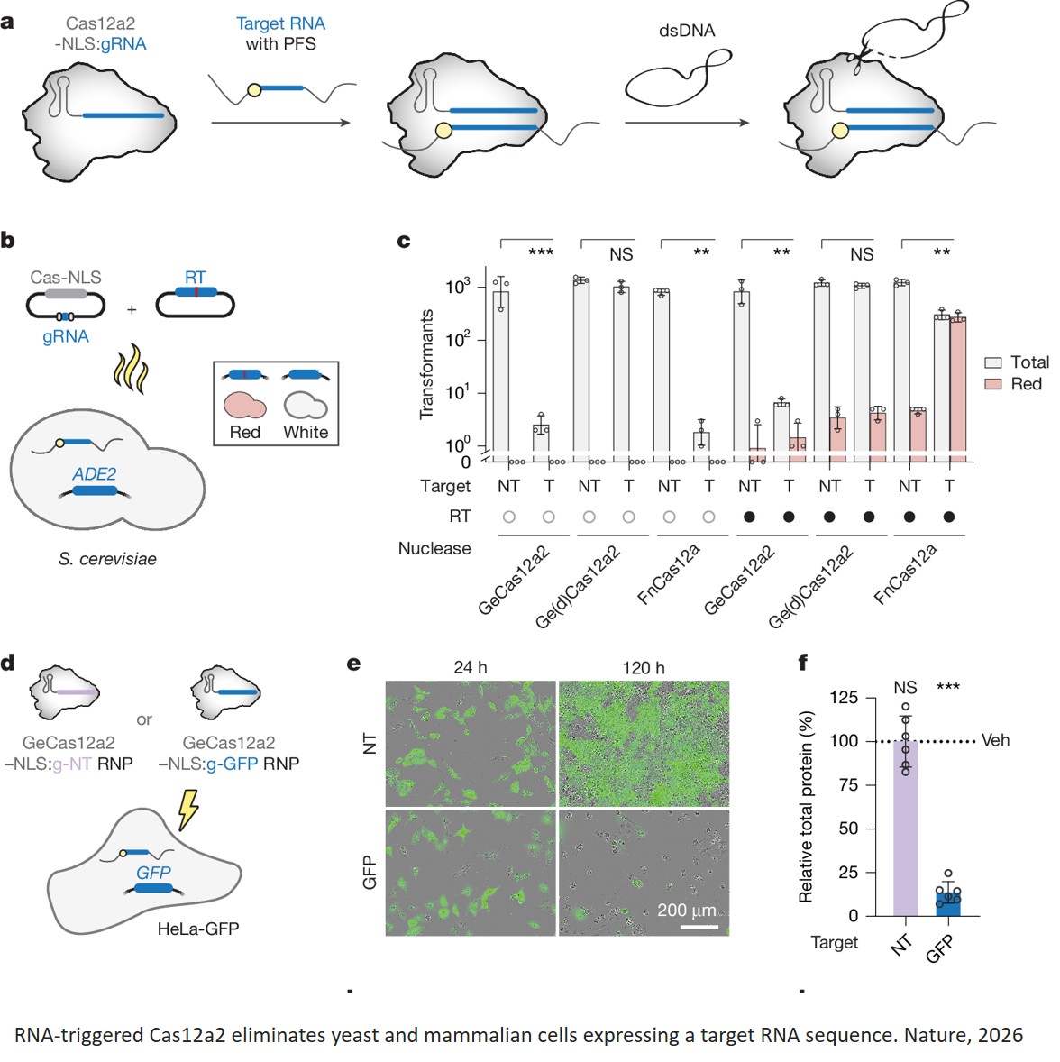 RNA-triggered cell killing with CRISPR– Cas12a2
