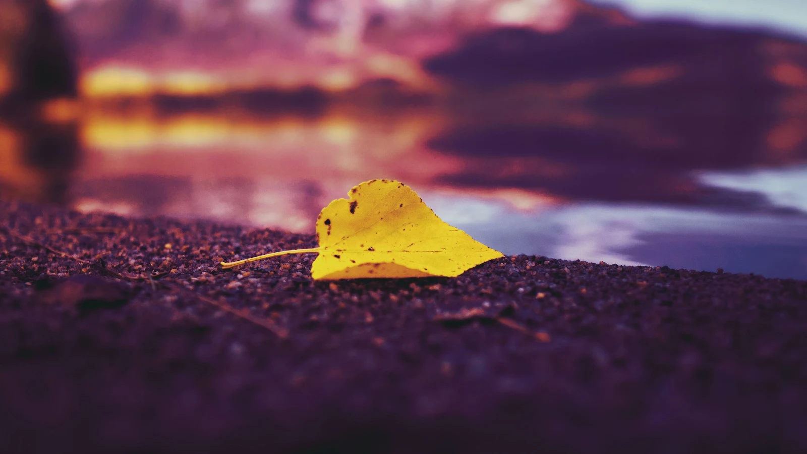 Single Autumn Leaf On Lake  Nature 4K Desktop Wallpaper Background [3840x2160] Free Download