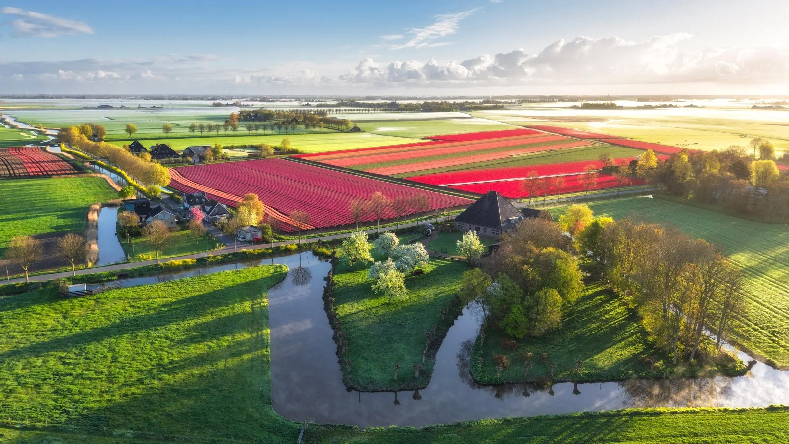 Dutch Tulip Fields from Above - Aerial Photography 5K Wallpaper (5120x2880)
