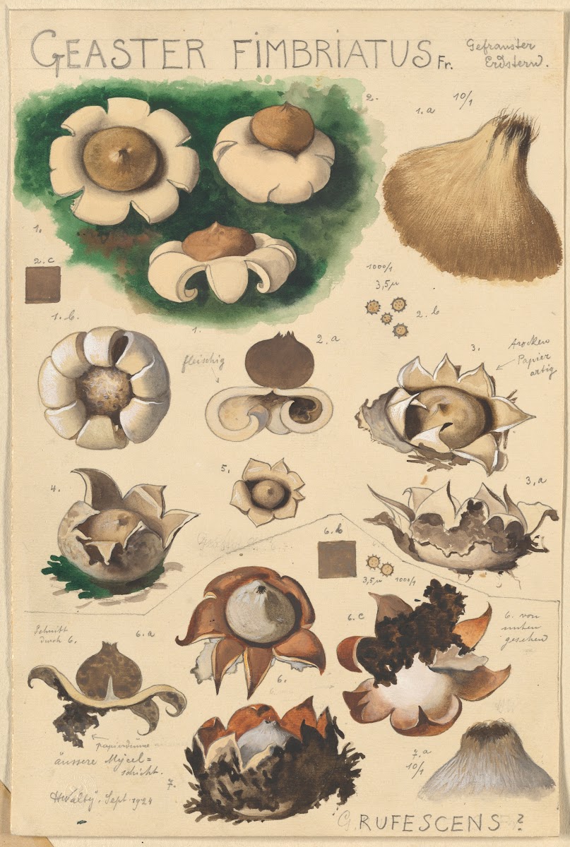 Geaster fimbriatus 1915 1945